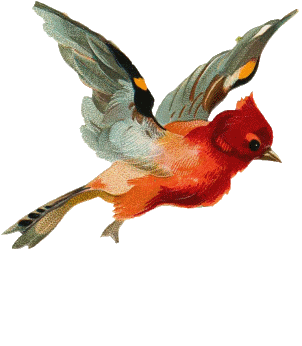 Image du Blog papillondereve.centerblog.net