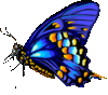 Tubes Papillons